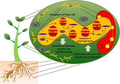 Symbiotic Associations: Key Factors That Determine Physiology and Lipid Accumulation in Oleaginous Microorganisms